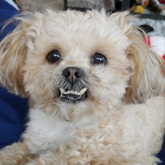 shish003